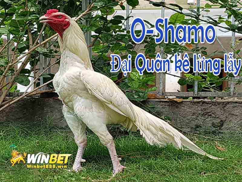 Chiến kê O-Shamo