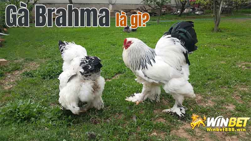 Tìm hiểu về gà kỳ lân - Gà Brahma